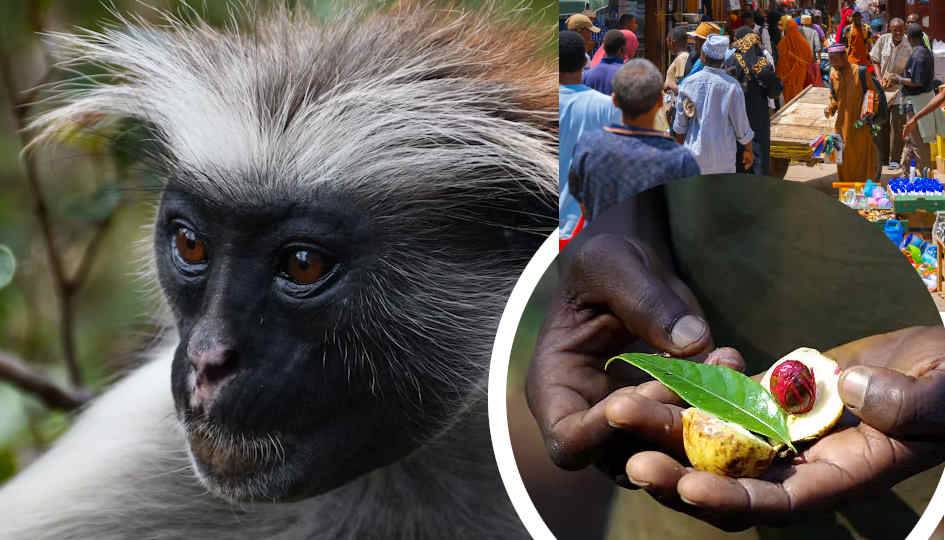 Jozani forest , spice tour & city tour