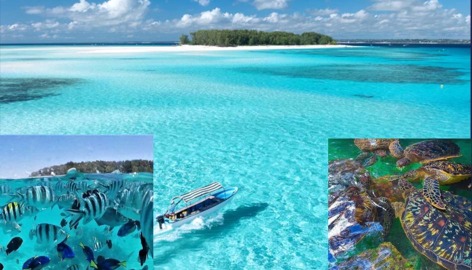 Mnemba island & turtle & nungwi