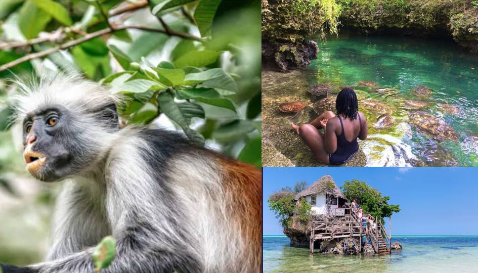 Swimming with turtle, Jozani forest & the rock restaurant.