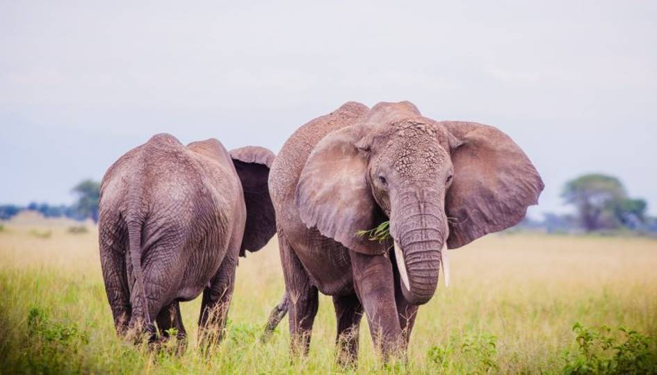 Day trip mikumi national park